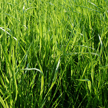 forage, green grass