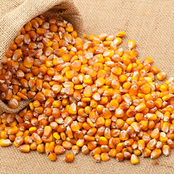 maize kernels