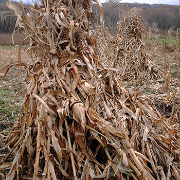 maize stalk