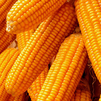 maize without skin